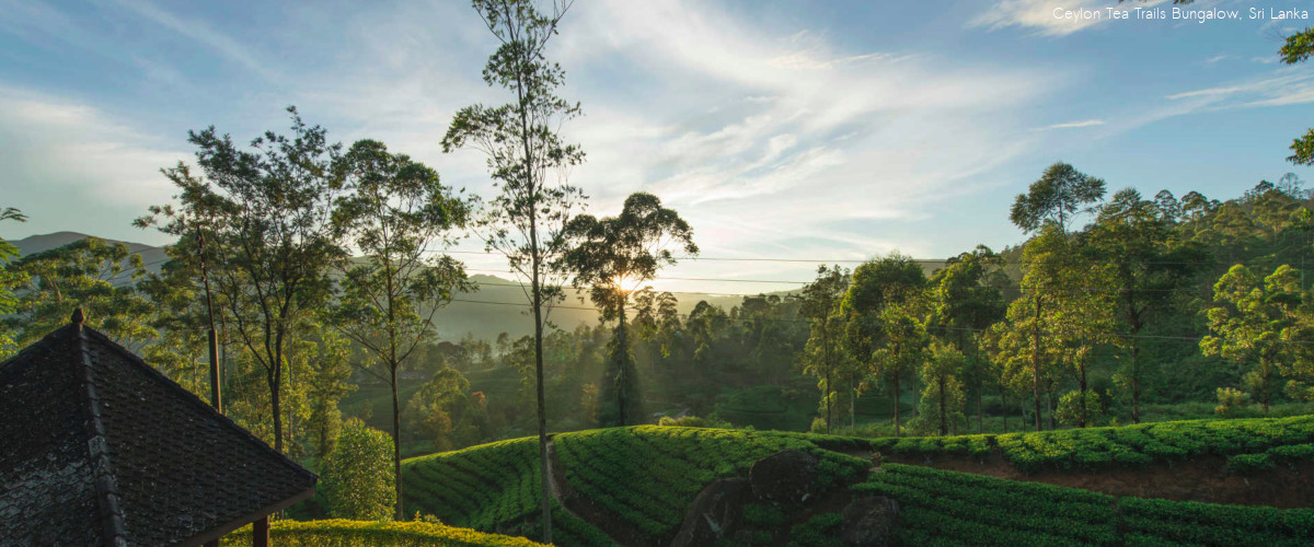 Scenic Tea fields in Sri Lanka