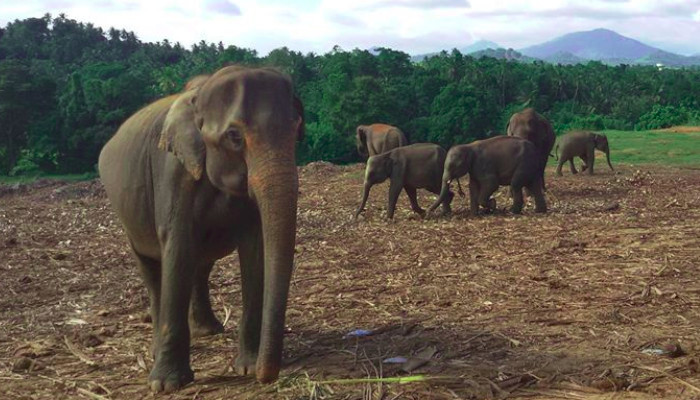 Sri Lankan asian elephants in Pinnawella