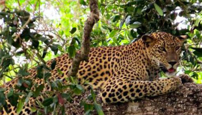 leopard Sri lanka