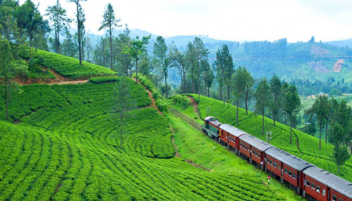 Train passing through tea fields