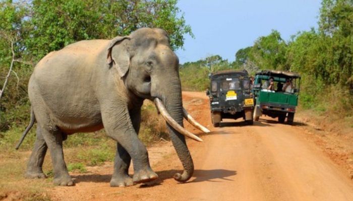 elephant close to the safari jeep picture